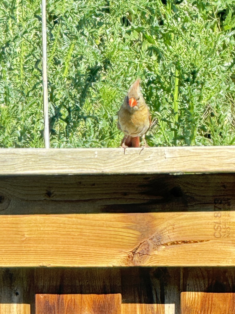 Northern Cardinal - ML620418107