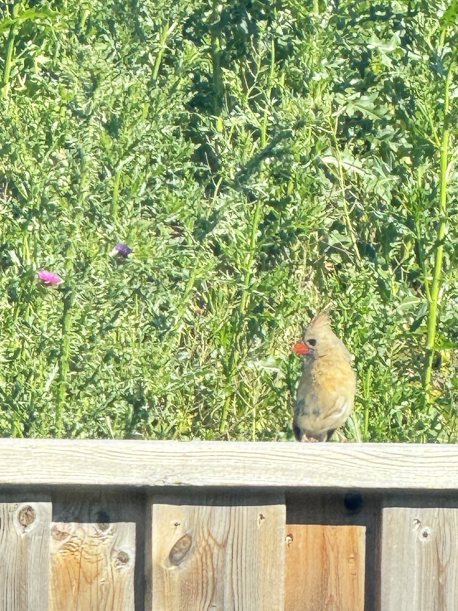 Northern Cardinal - ML620418108