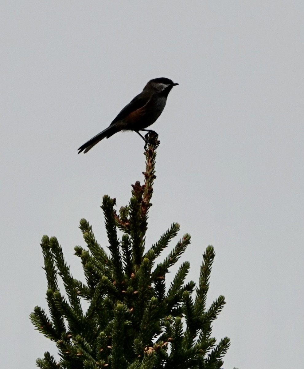 Boreal Chickadee - ML620418109