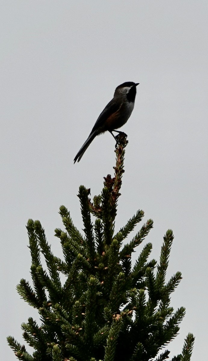 Boreal Chickadee - ML620418110