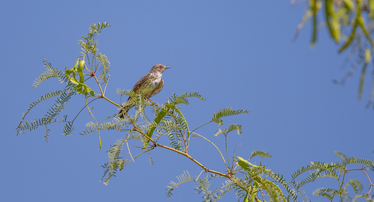 Vermilion Flycatcher - ML620418117