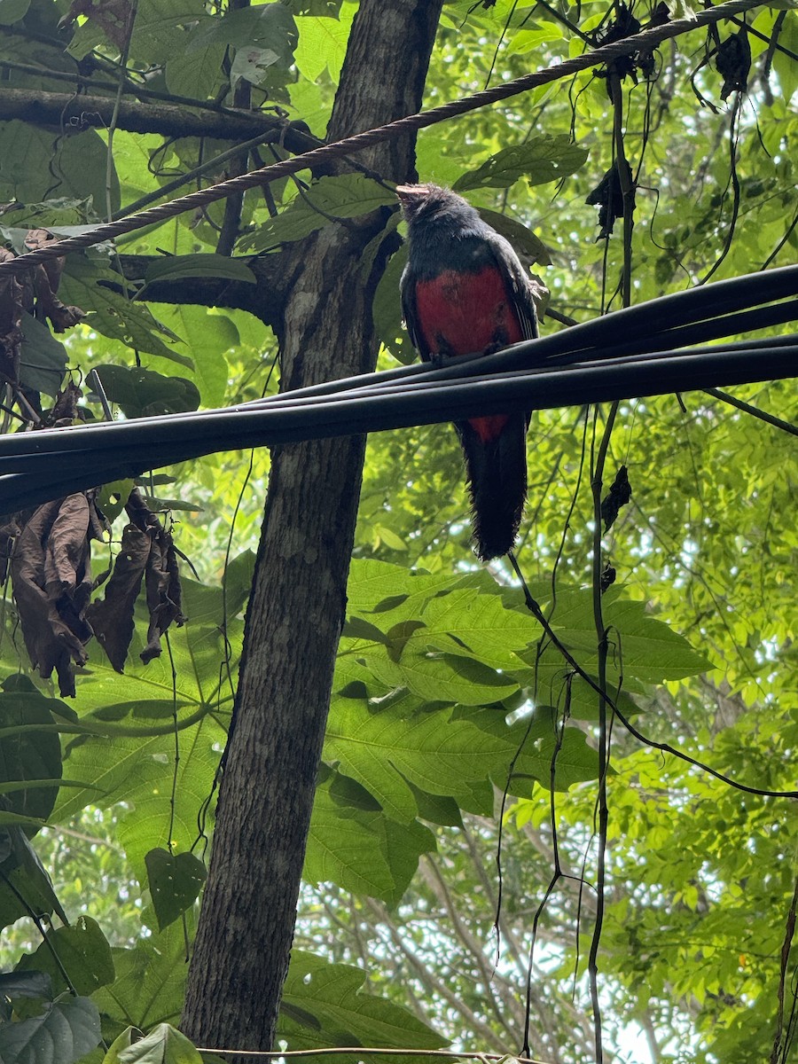 Slaty-tailed Trogon - ML620418118