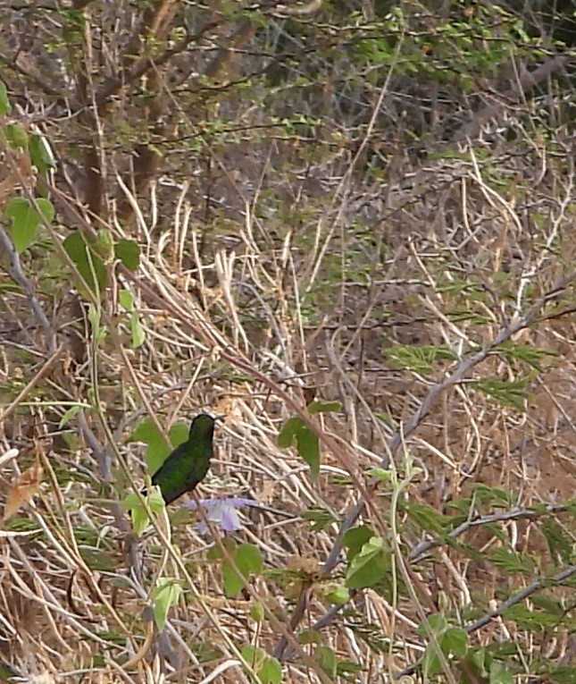 kolibřík modroocasý - ML620418121