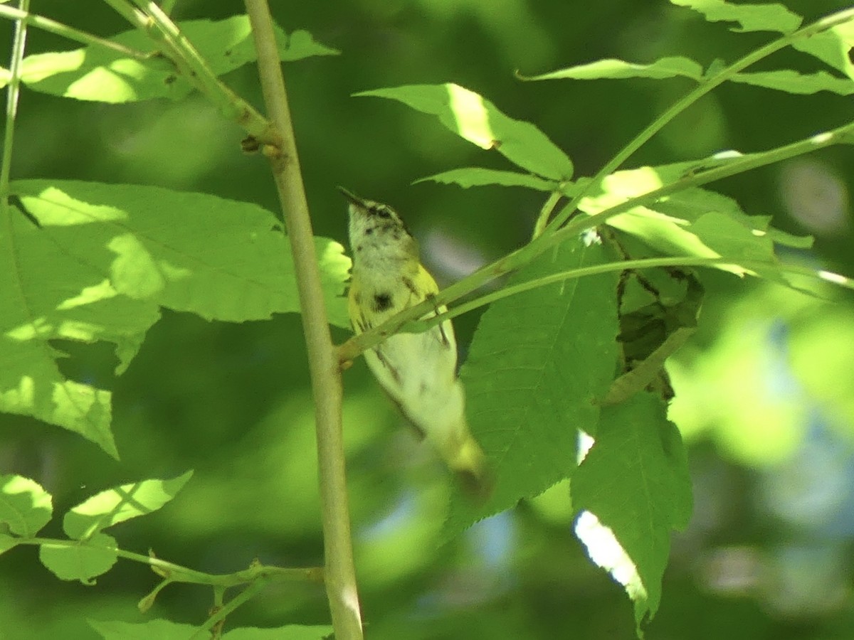 American Redstart - ML620418124