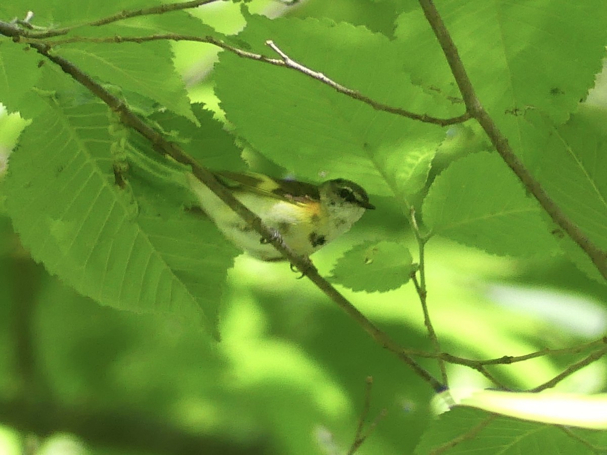 American Redstart - ML620418125