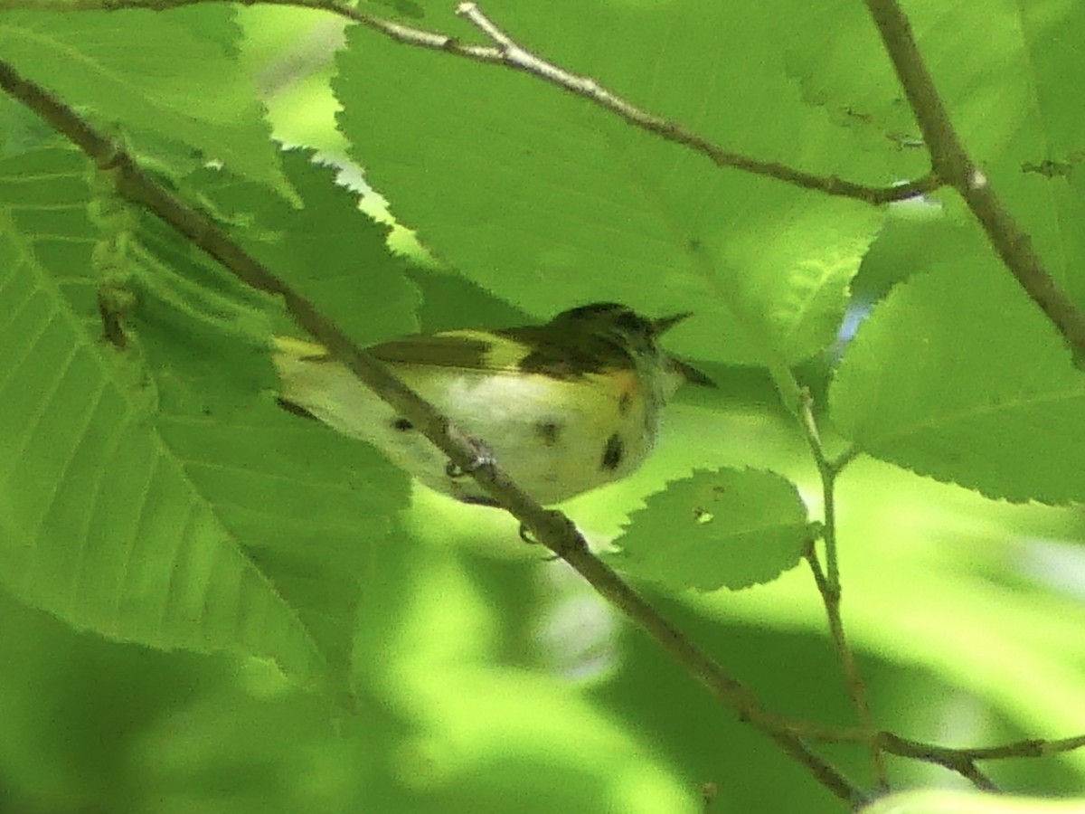 American Redstart - ML620418126