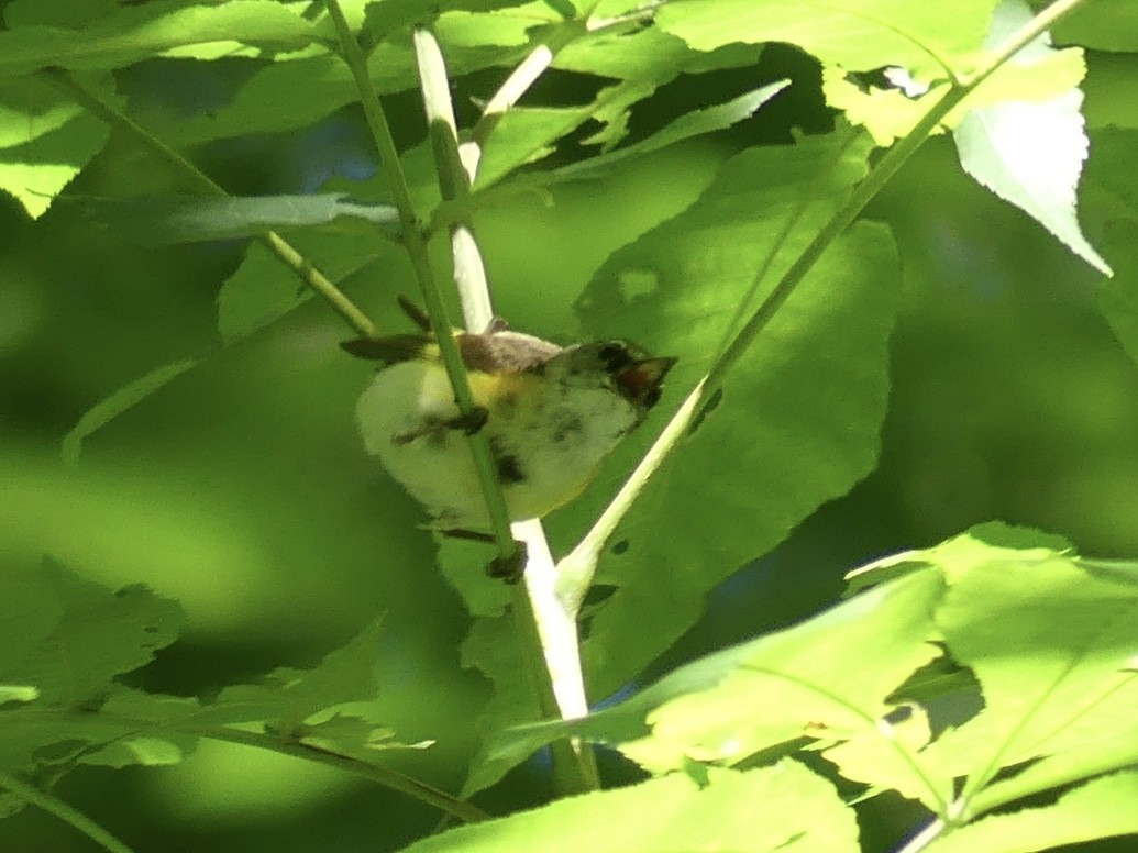 American Redstart - ML620418128