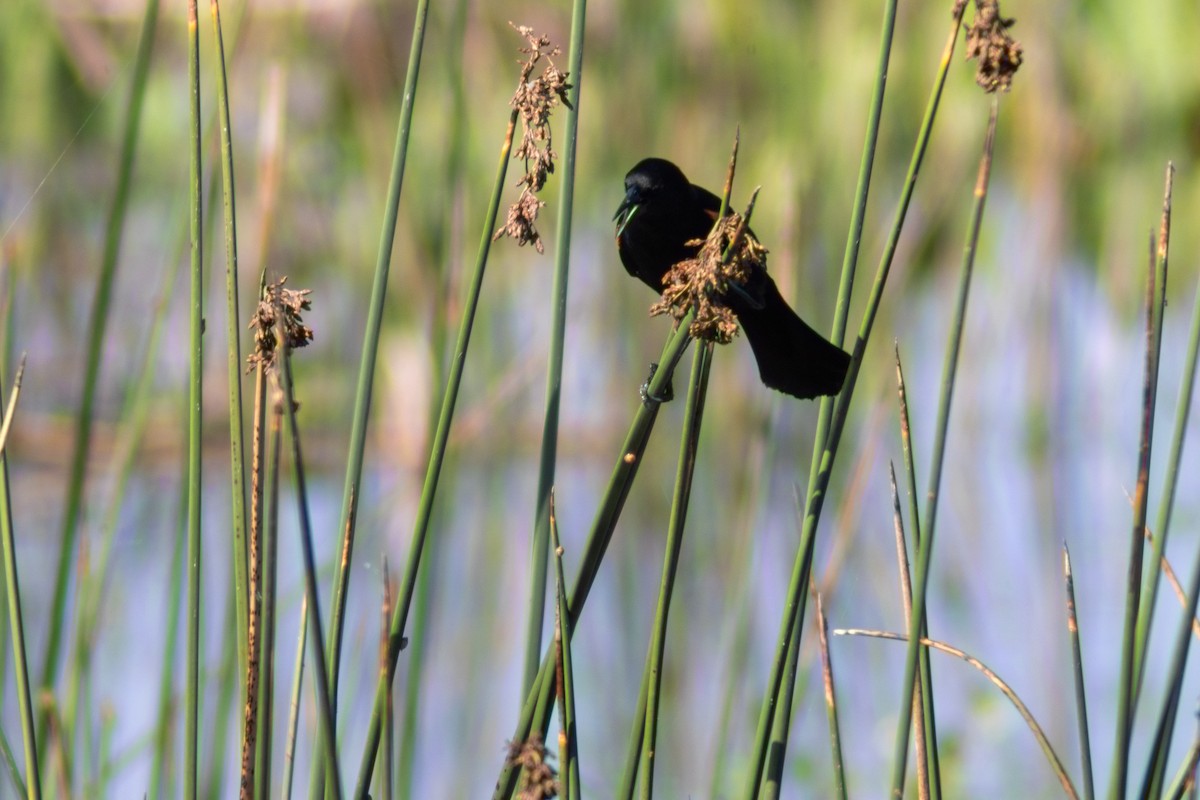 Red-winged Blackbird - ML620418132