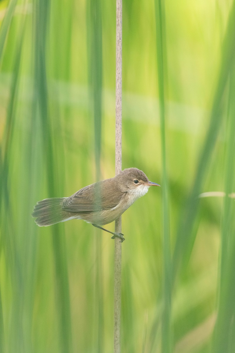 Common Reed Warbler (African) - ML620418137