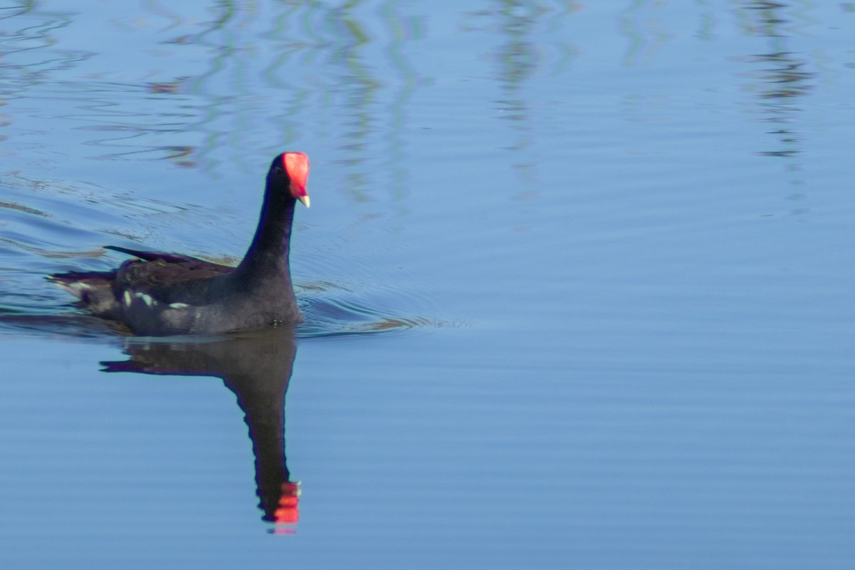 Common Gallinule - ML620418142