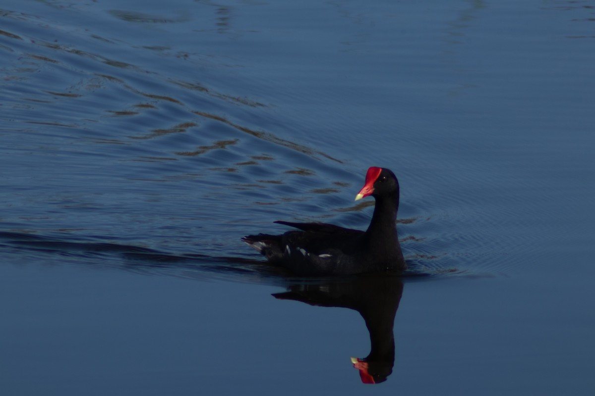 Common Gallinule - ML620418143