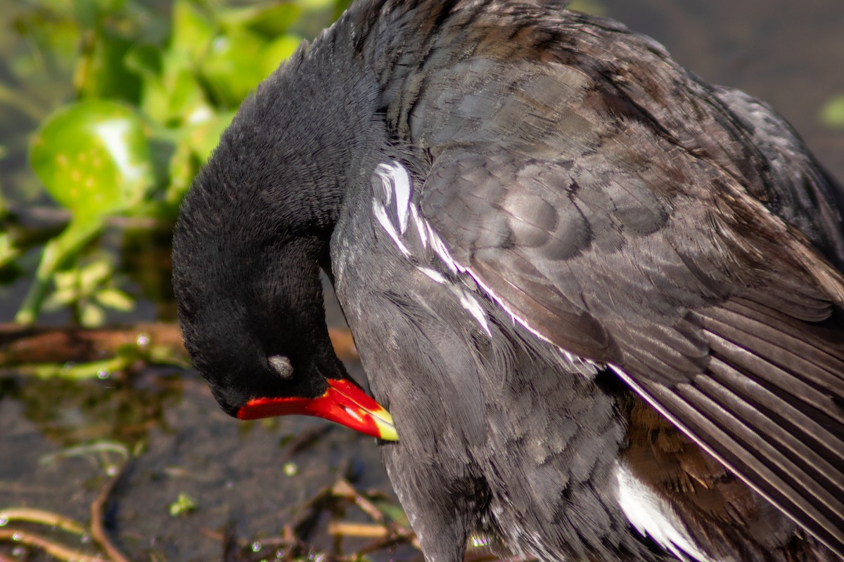 Common Gallinule - ML620418148