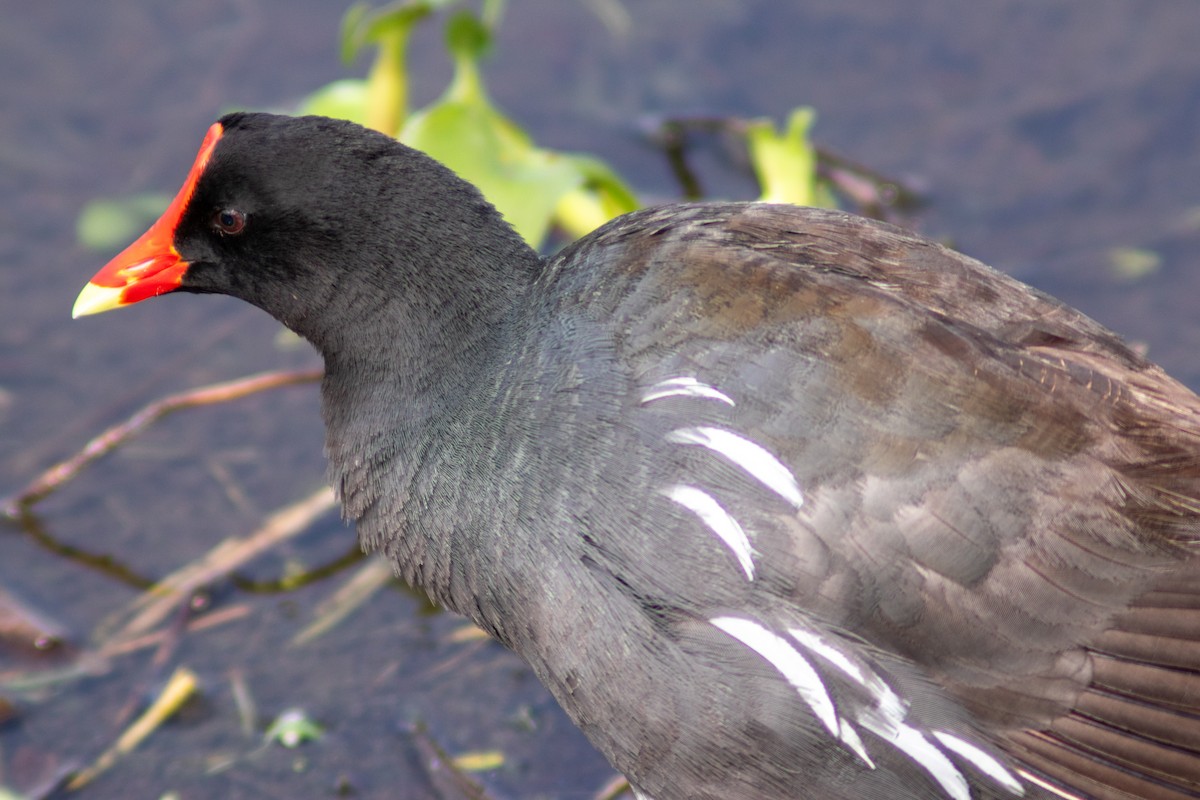 Common Gallinule - ML620418149