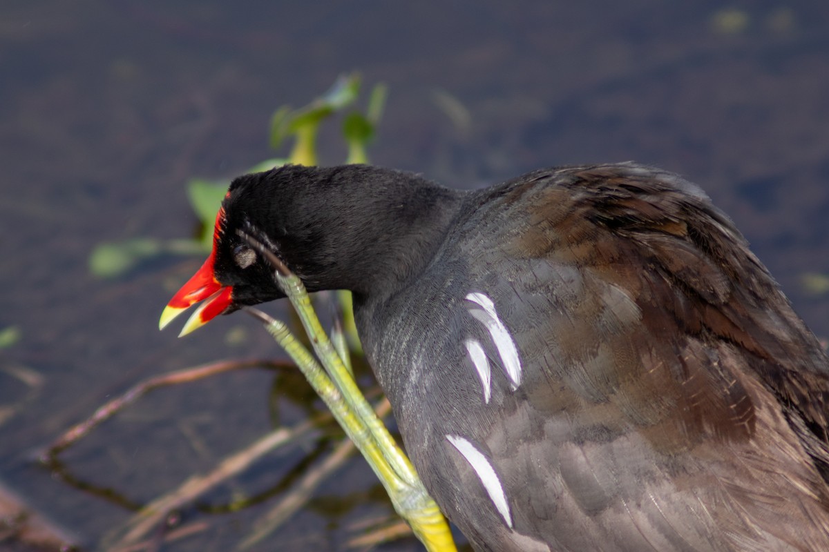 Gallinule d'Amérique - ML620418151