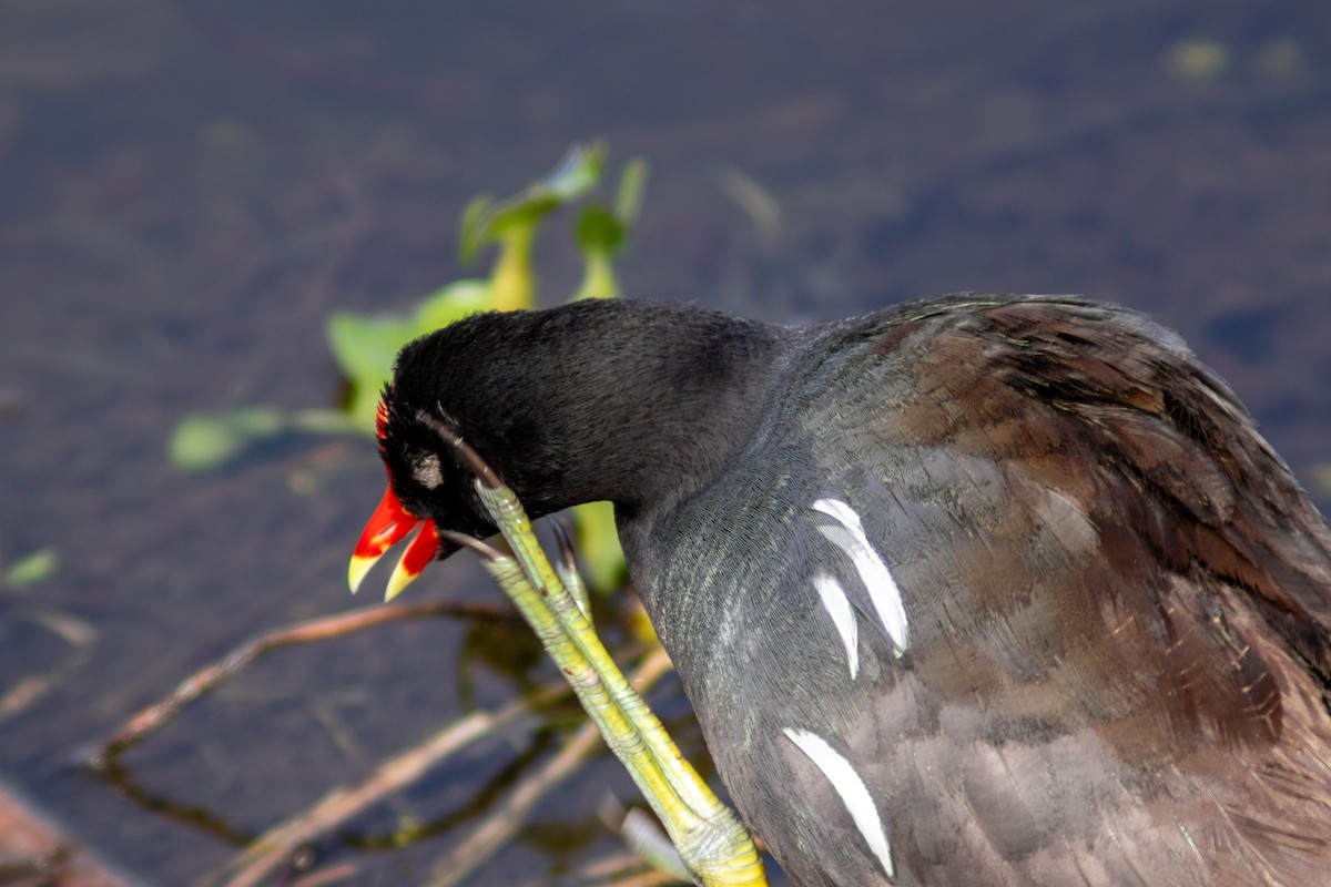 Common Gallinule - ML620418152