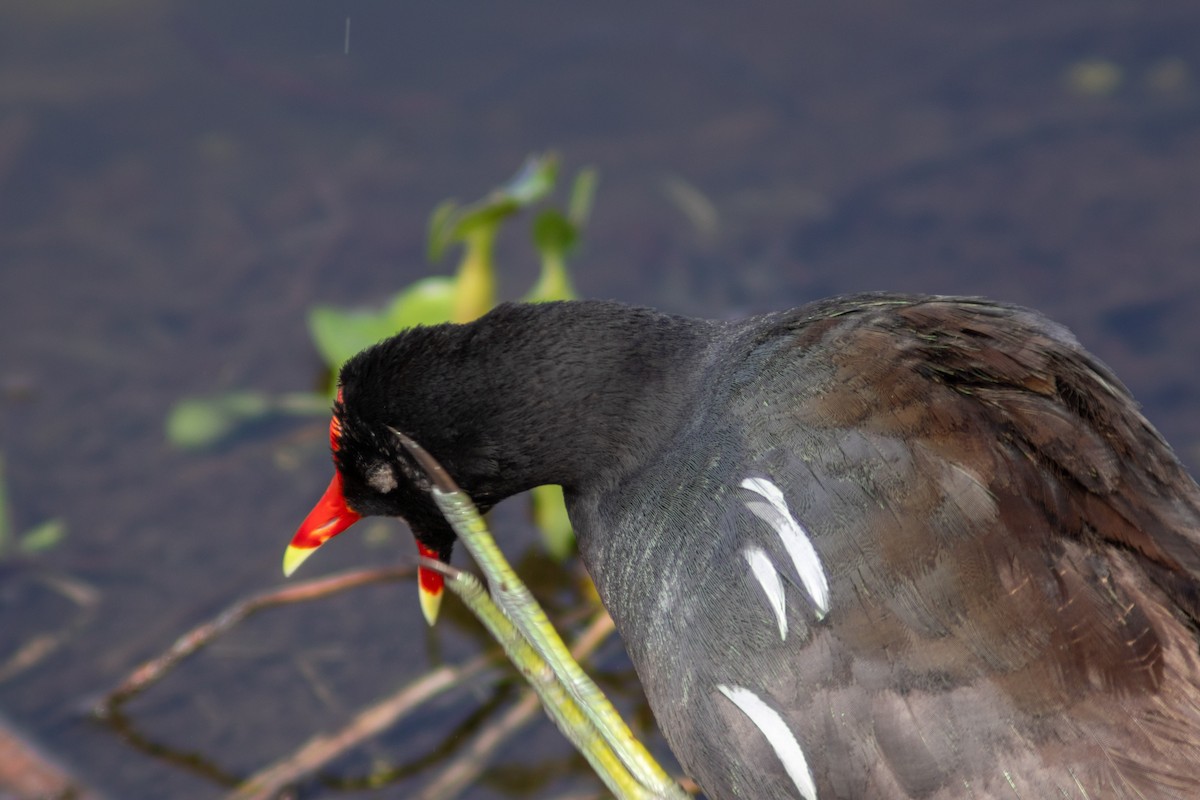 Common Gallinule - ML620418153