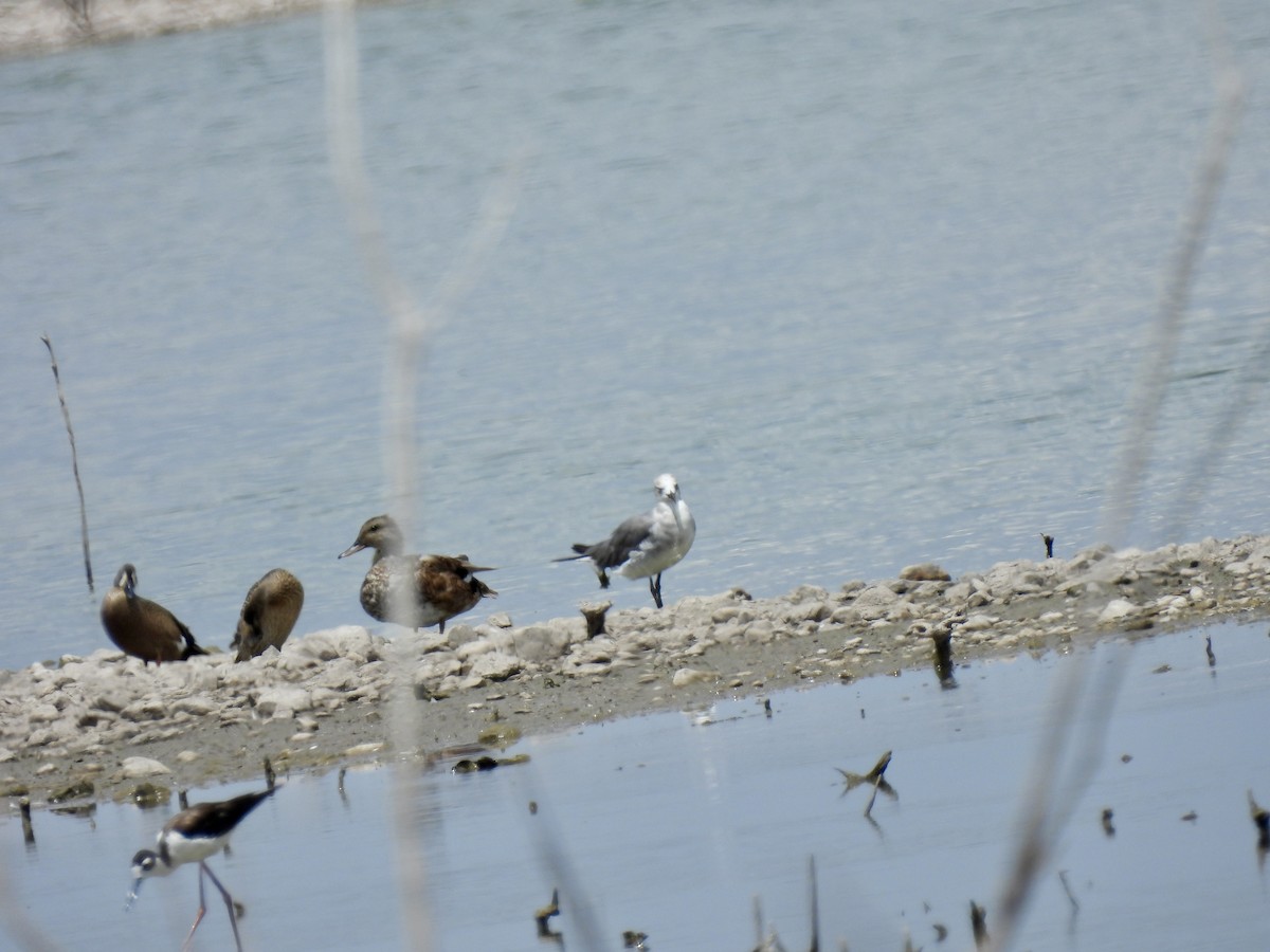 Blue-winged Teal - ML620418157