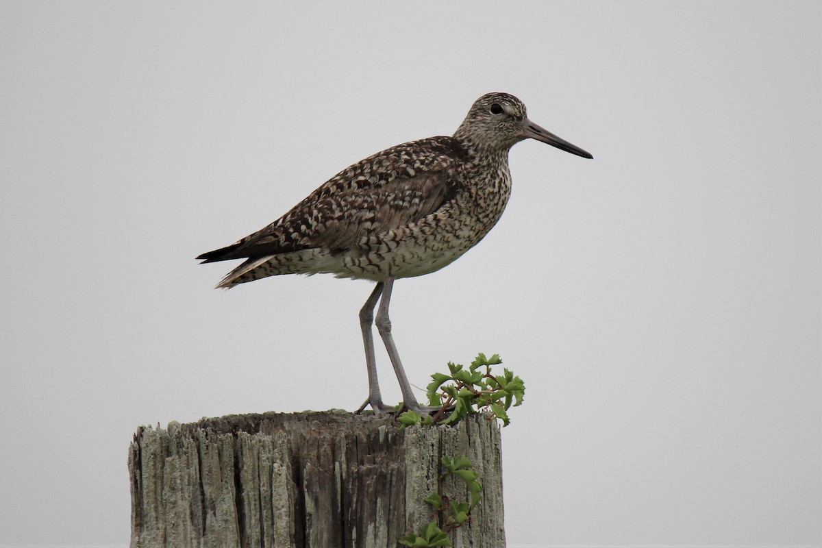 Willet - ML620418183