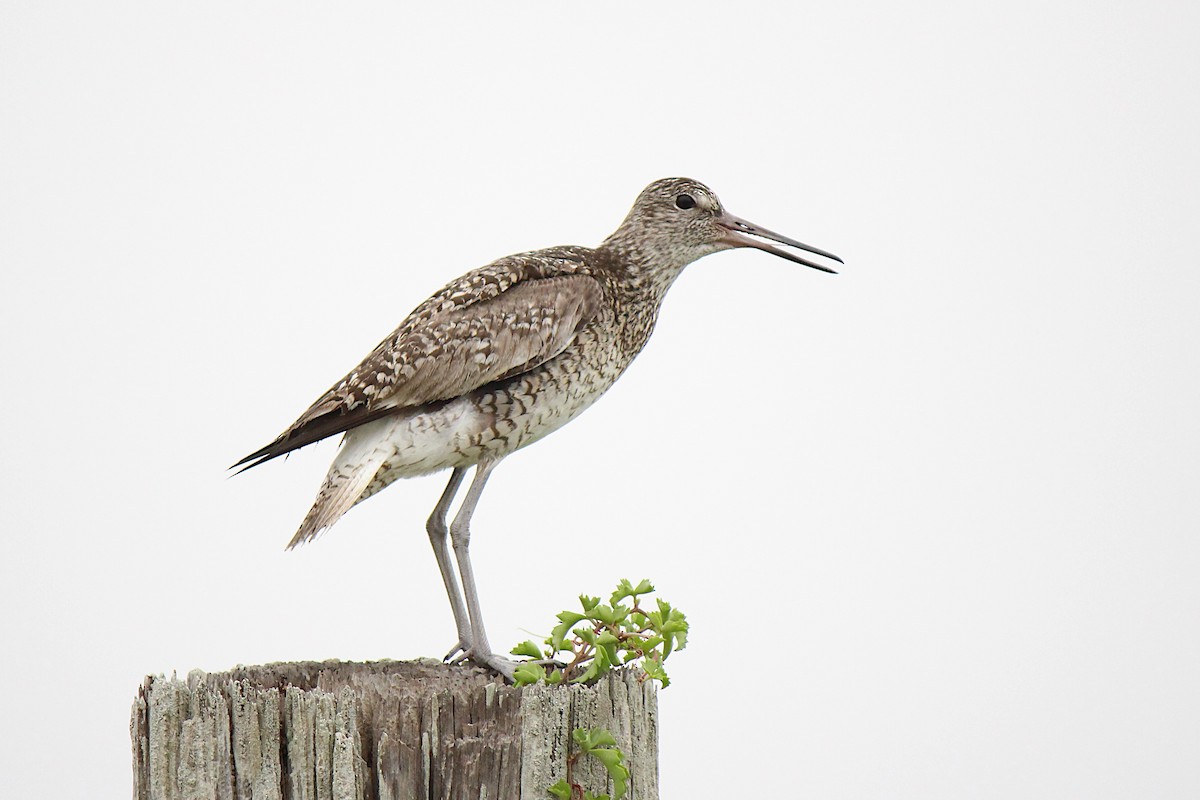 Willet - ML620418184