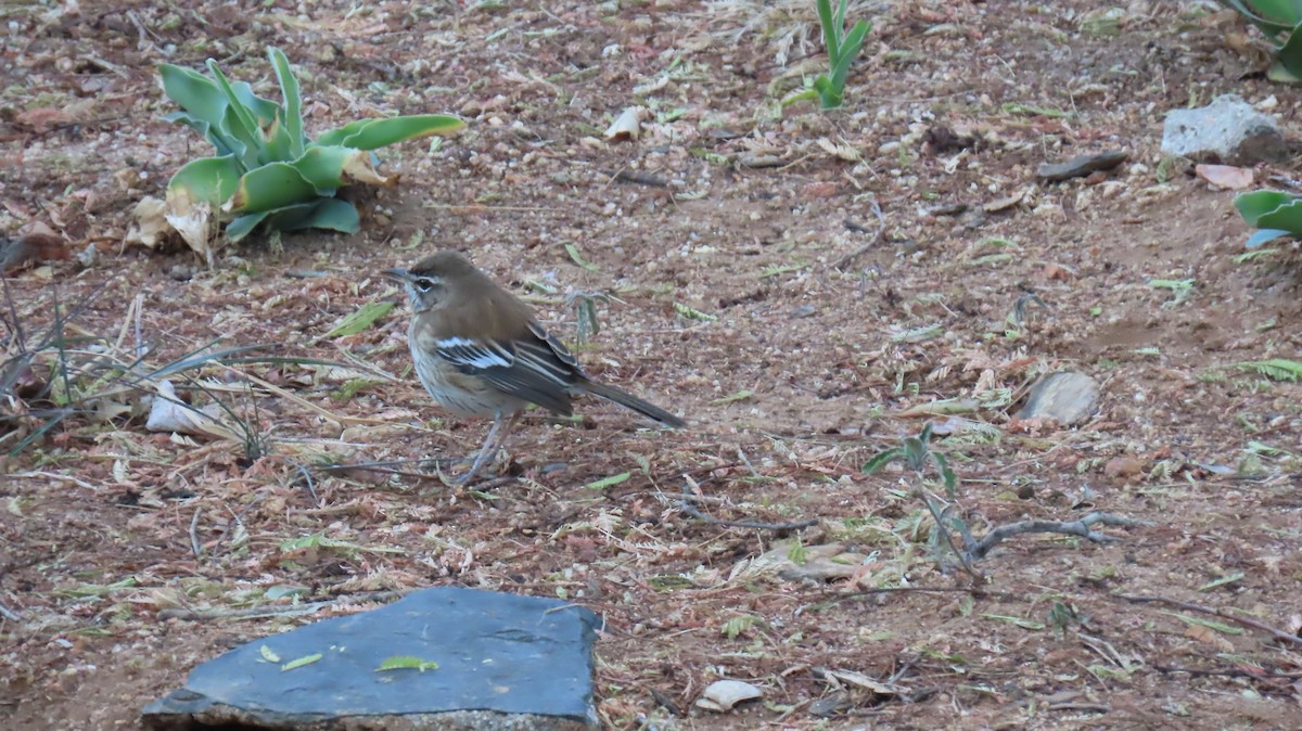 Red-backed Scrub-Robin - ML620418191