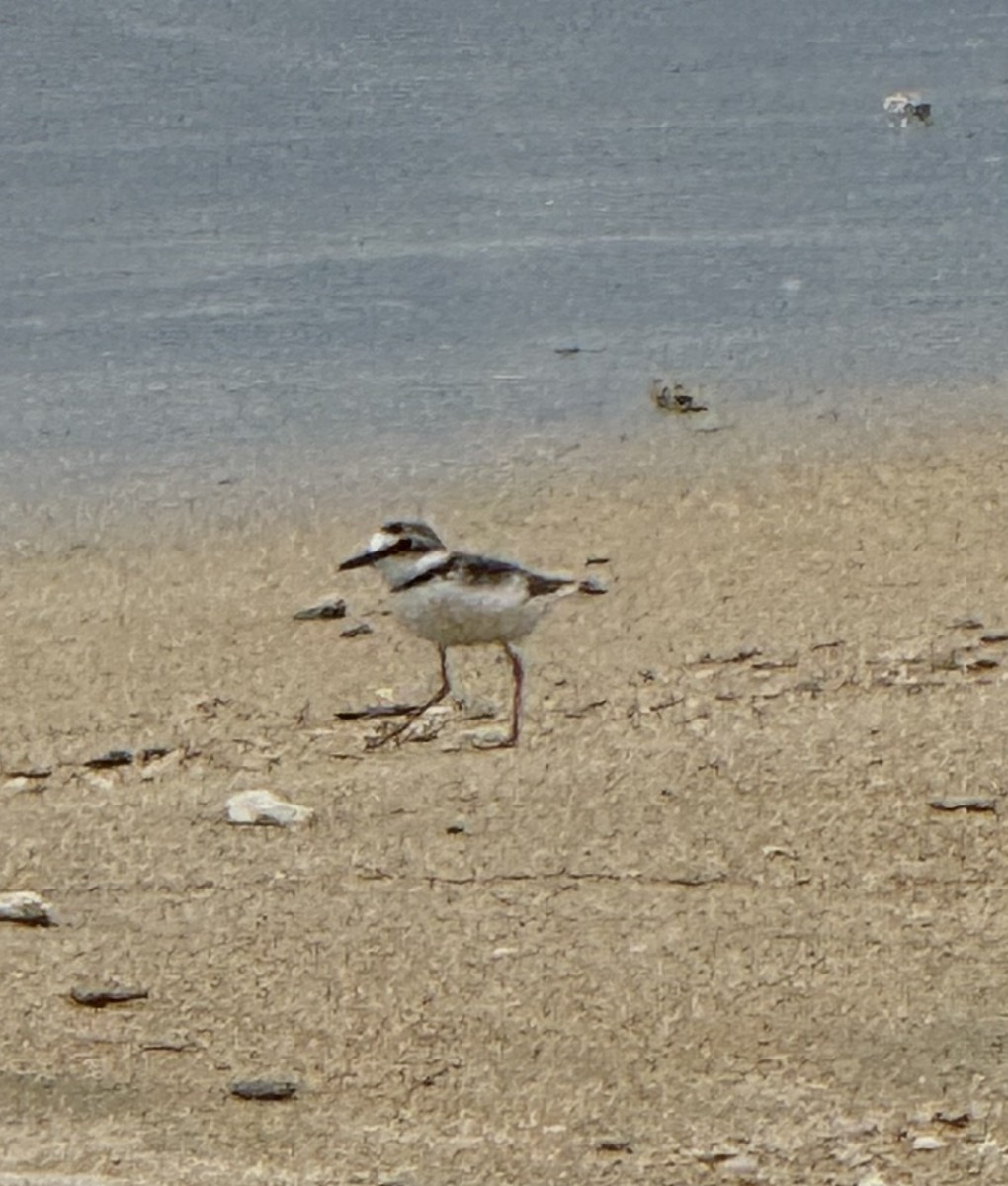 Collared Plover - ML620418196