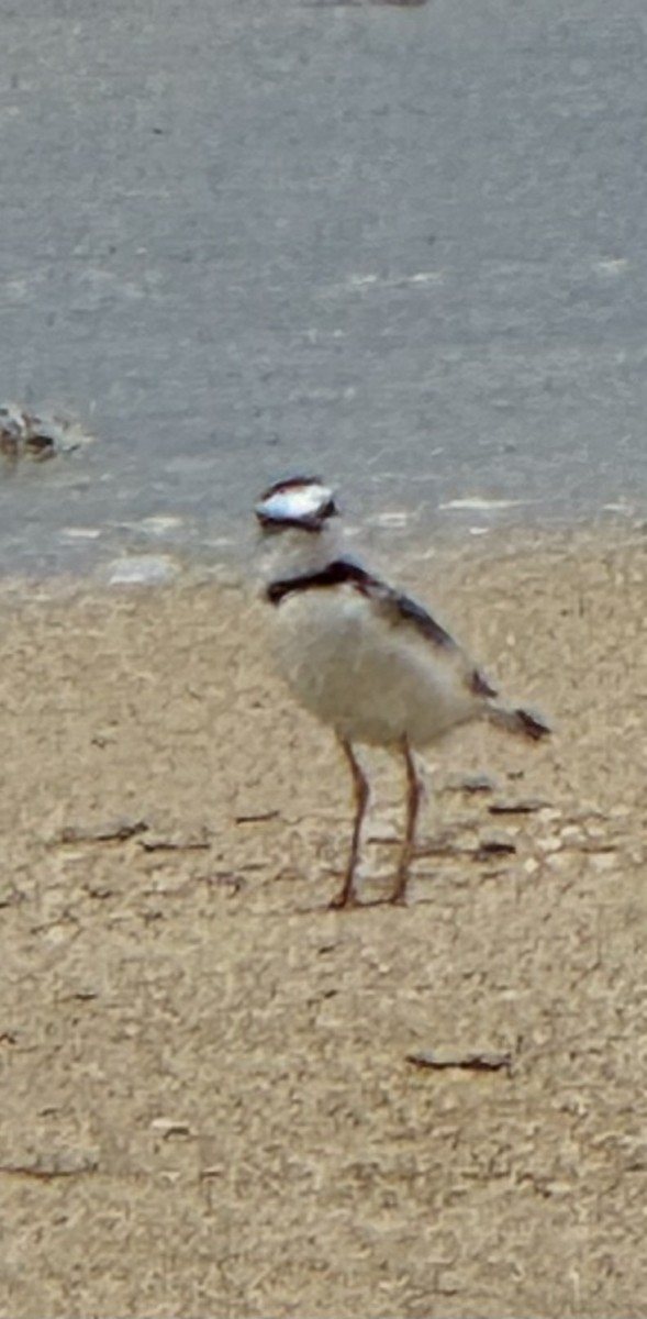 Collared Plover - ML620418197