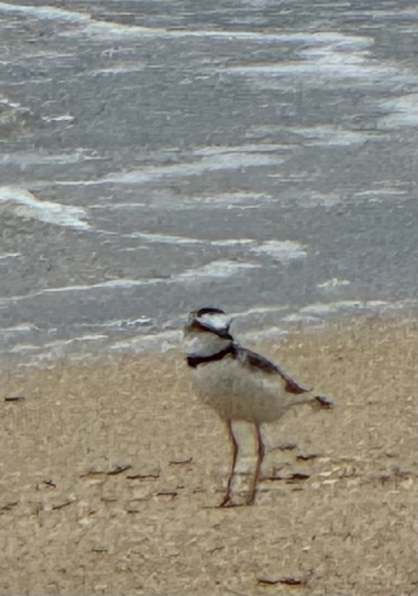 Collared Plover - ML620418198