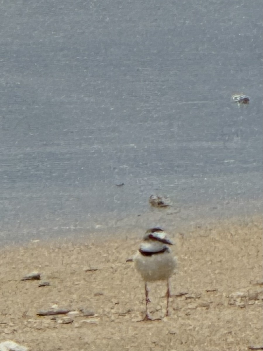 Collared Plover - ML620418199