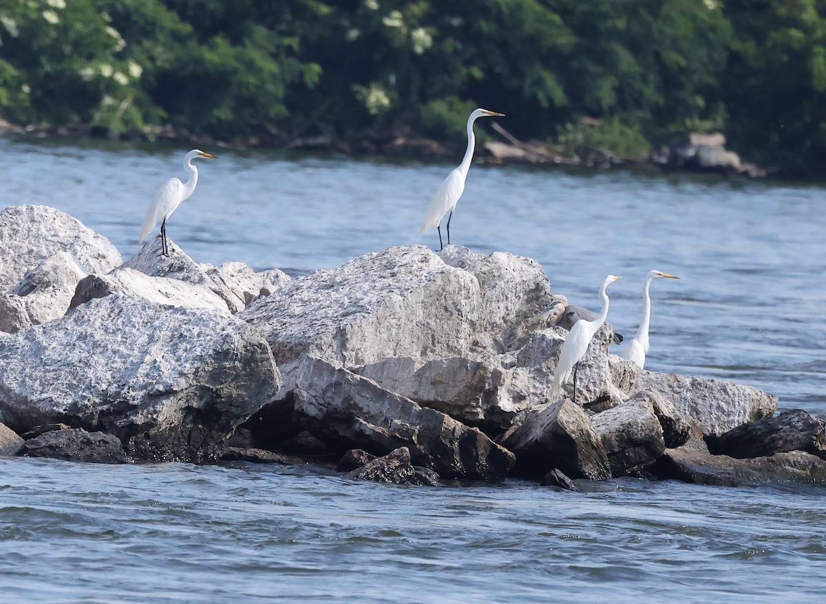 Great Egret - ML620418206