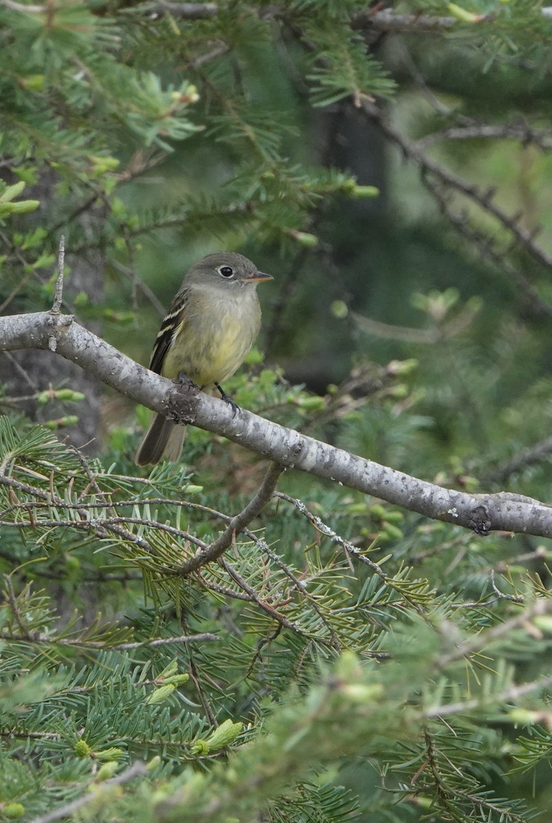 Yellow-bellied Flycatcher - ML620418211