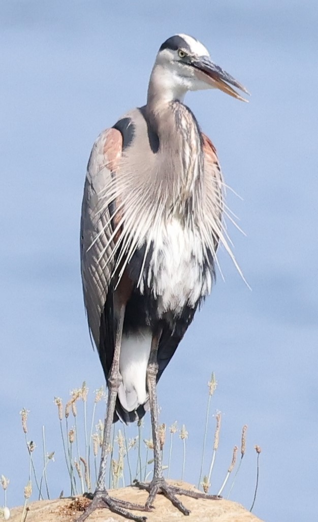 Great Blue Heron - ML620418214