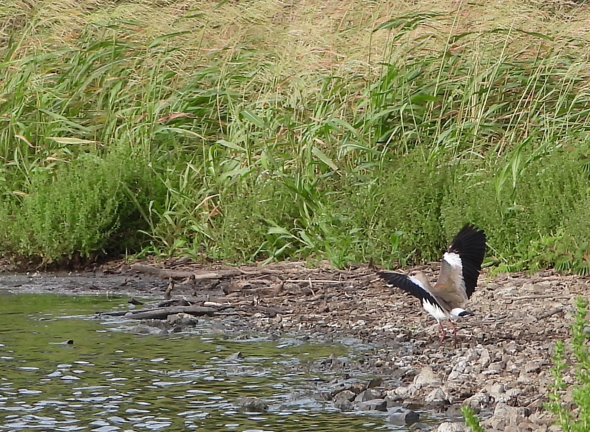 Southern Lapwing - ML620418216