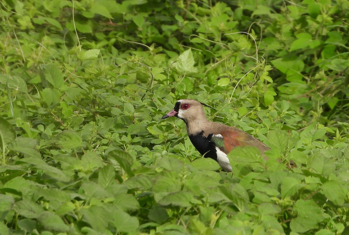 Southern Lapwing - ML620418217