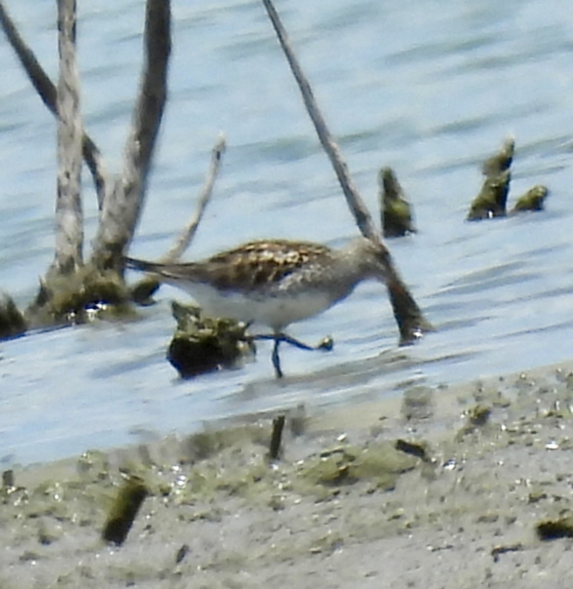 Weißbürzel-Strandläufer - ML620418225