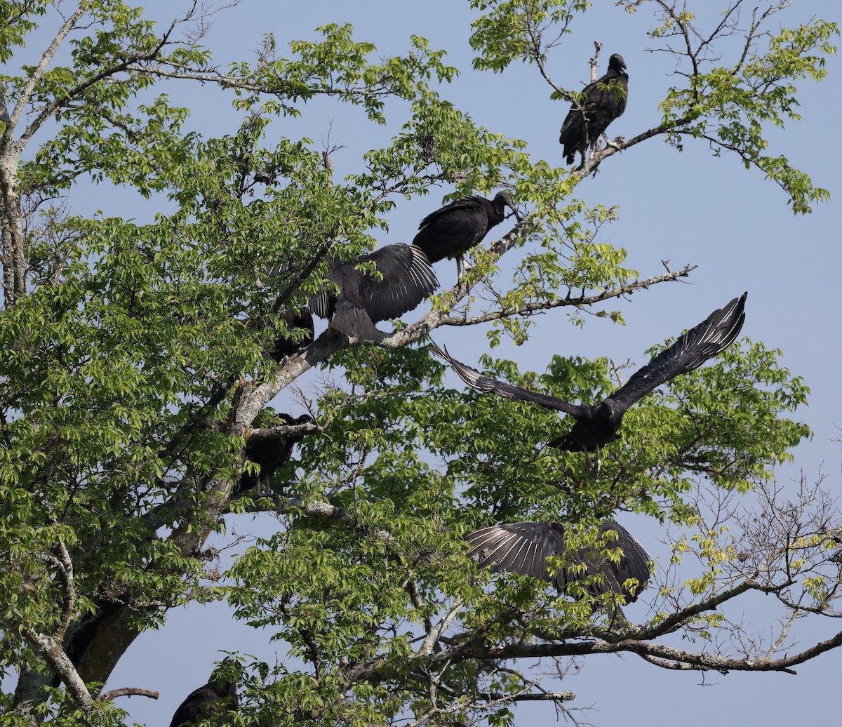 Black Vulture - Duane Yarbrough