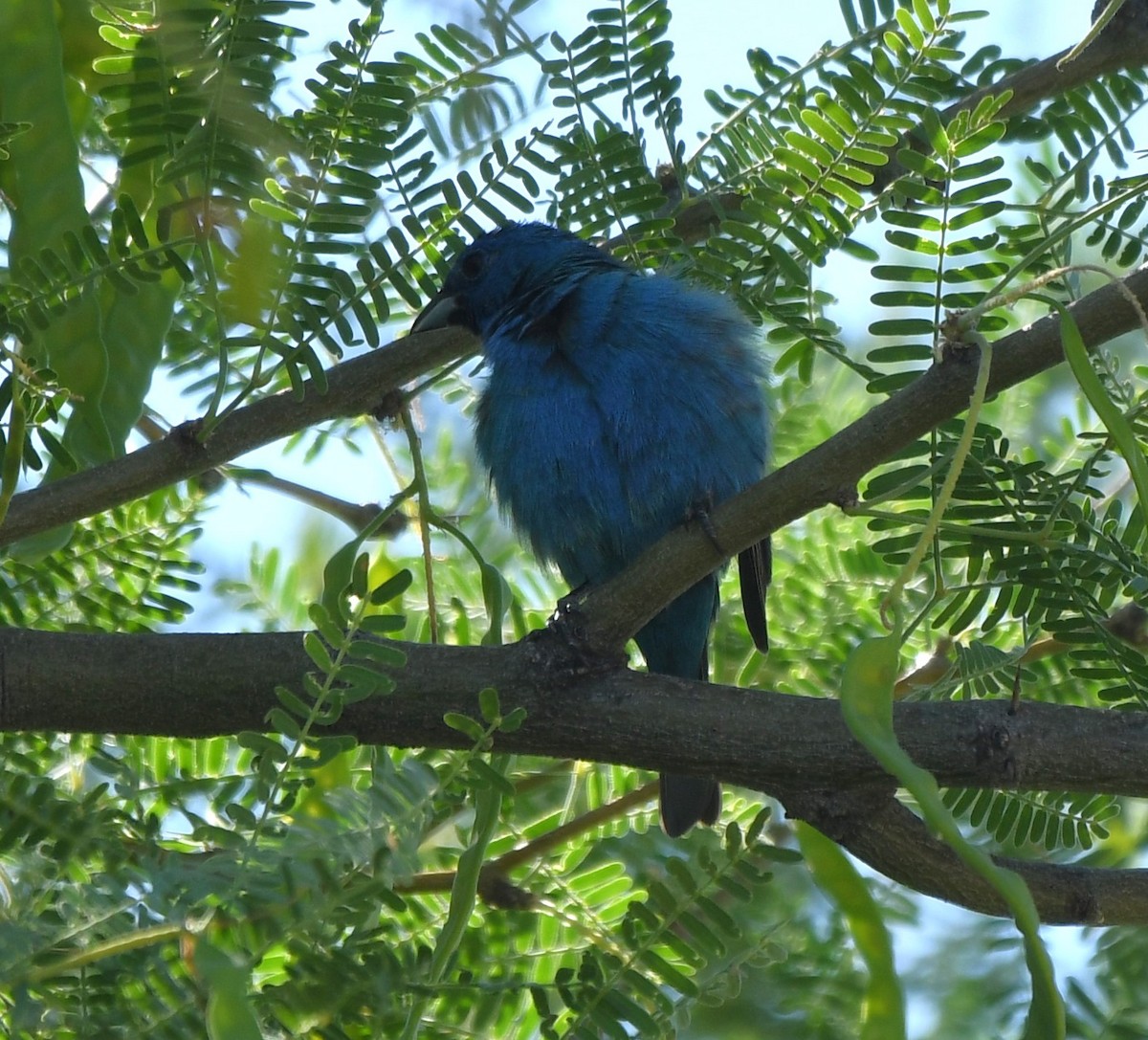 Indigo Bunting - Janine McCabe