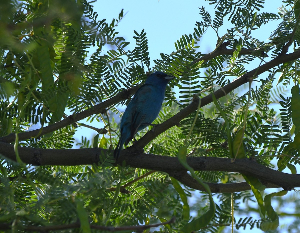 Passerin indigo - ML620418230