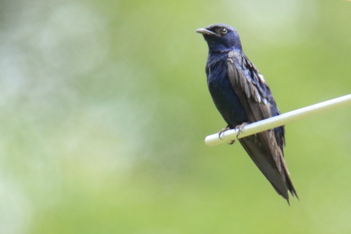 Purple Martin - ML620418237