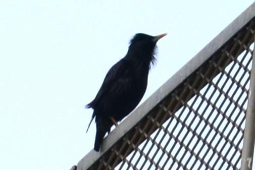 Spotless Starling - ML620418238