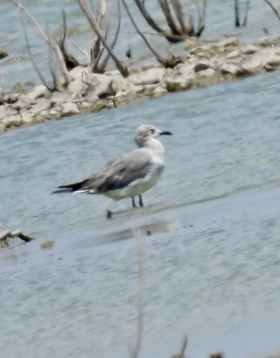 Laughing Gull - ML620418241