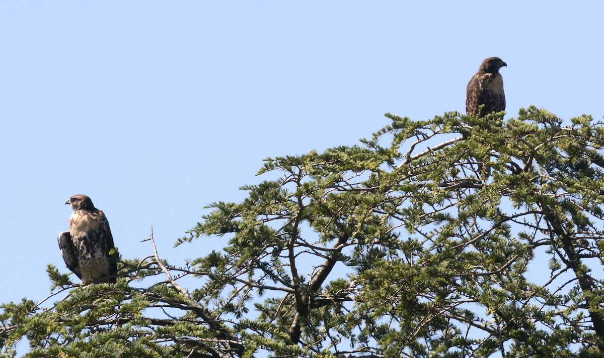 Red-tailed Hawk - ML620418252
