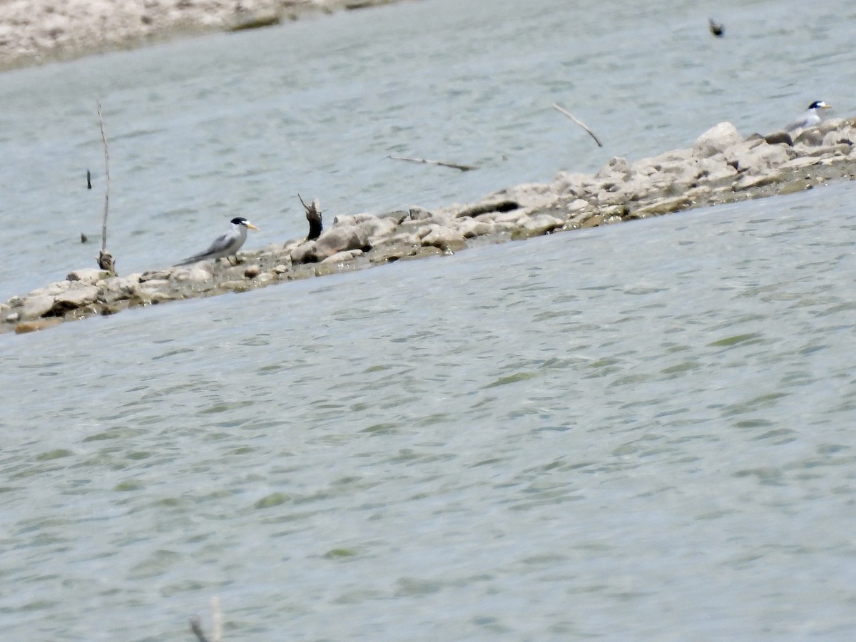 Least Tern - ML620418253