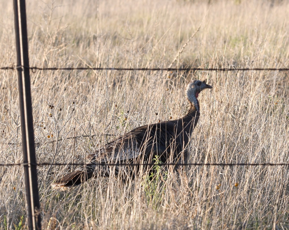 Guajolote Gallipavo - ML620418256