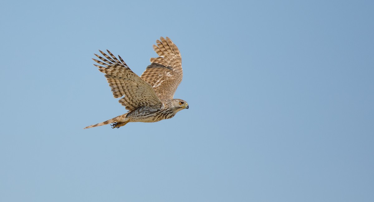 Cooper's Hawk - ML620418281