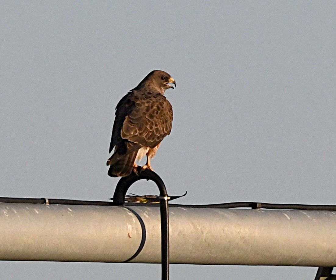 Swainson's Hawk - ML620418285