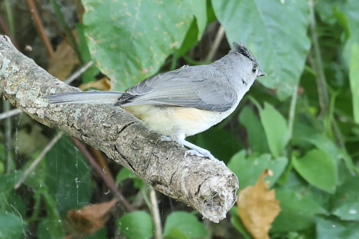 Tufted Titmouse - ML620418294