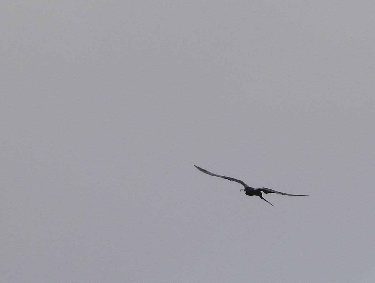 Magnificent Frigatebird - ML620418295