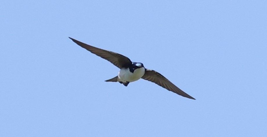 Tree Swallow - ML620418299