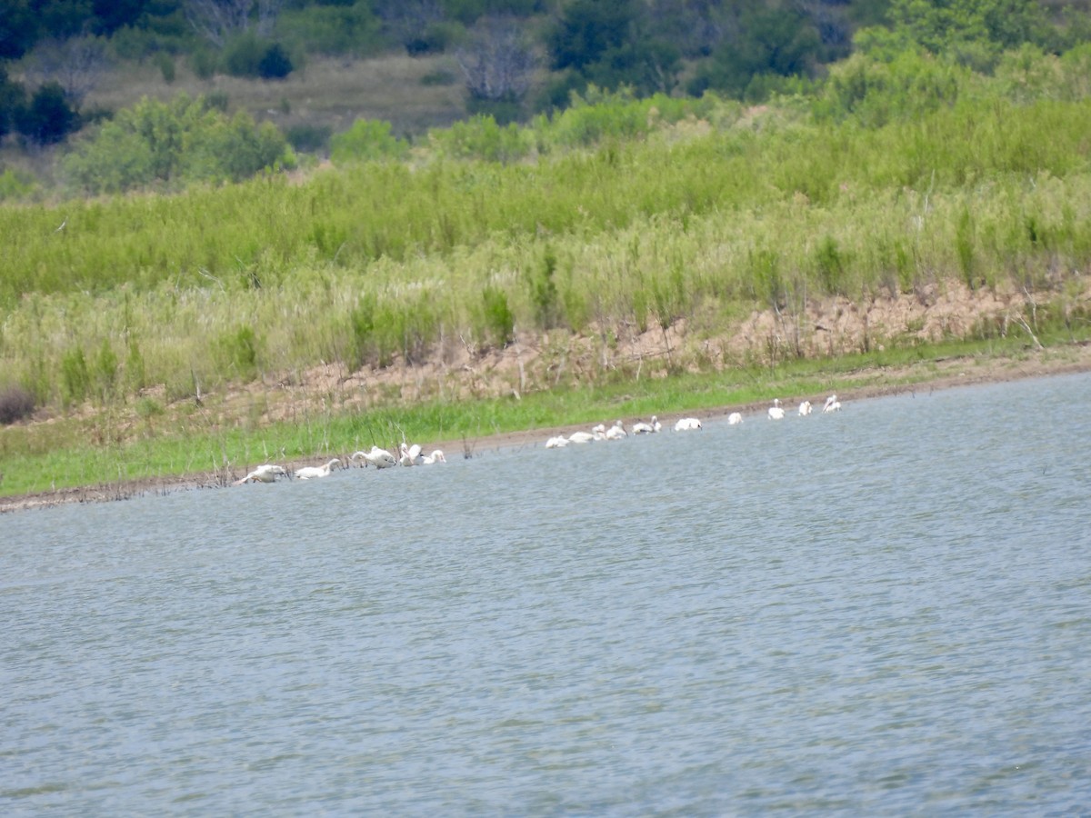 American White Pelican - ML620418309