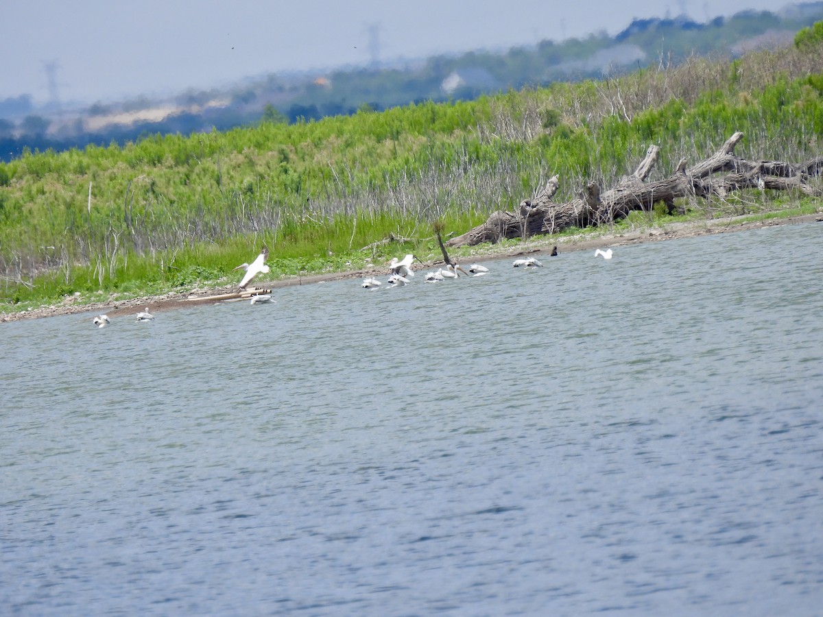 American White Pelican - ML620418310